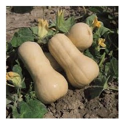 Zucca Violina/Butternut bio...