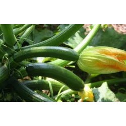 Zucchine bio - 500g