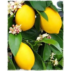 Limone bio - 500g