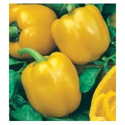 Peperone giallo  - 500g