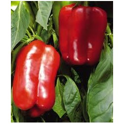 Peperone rosso - 500g