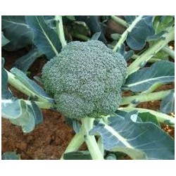 Cavolo Broccolo bio - 500g